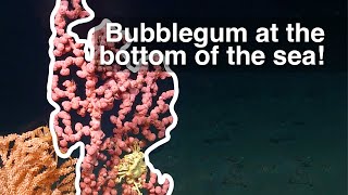Bubblegum at the bottom of the sea: Atlantic coldwater corals