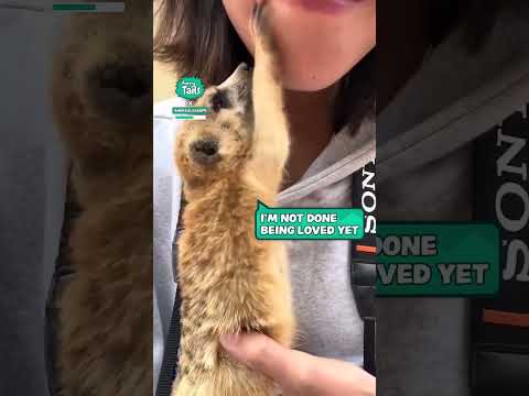 Meerkat gets cuddly
