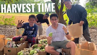 Mamitas tayo ng farm sa mangga