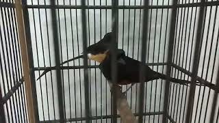 Download Lagu ciri ciri mulai batu  ob MP3