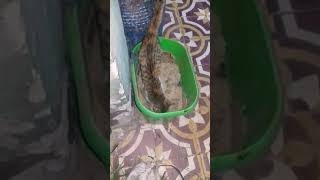 تعليم القطط قضاء الحاجه فى الحمام الخاص بها   Teaching cats to urinate and go to it always العروسة