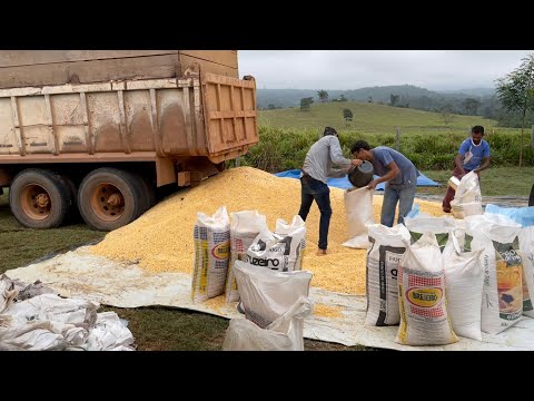 Vídeo: Como Armazenar Milho