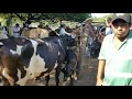 Compra y venta vacas paridas El Salvador
