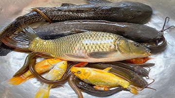 Kem Chanel dùng xe rùa đi bắt được cá chép, cá trê khổng lồ, cá vàng, con lươn, cá màu sắc