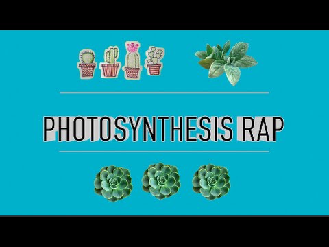 Flocabulary photosynthesis quiz answers image