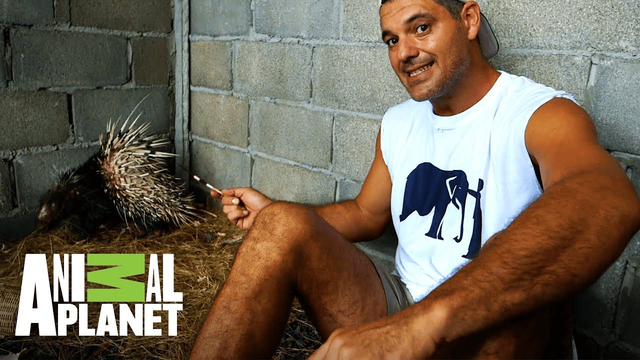 camera iphone 8 plus apk Frank cuida a puercoespín rescatado | Wild Frank: Al rescate | Animal Planet