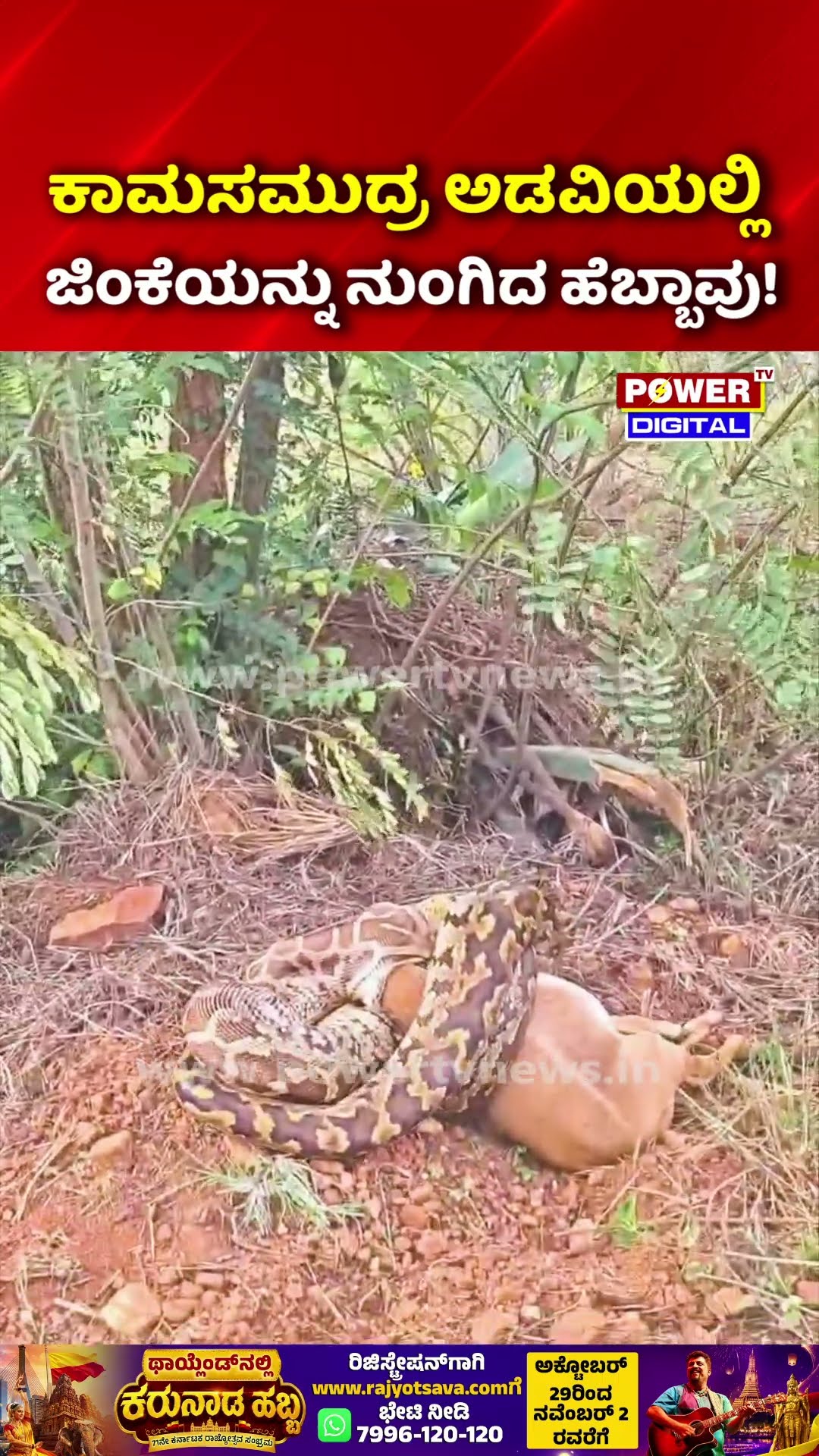 Giant Python Swallows Deer in Bangarapet: ಬಂಗಾರಪೇಟೆಯಲ್ಲಿ ಭಯಾನಕ ದೃಶ್ಯ: ಜಿಂಕೆಯನ್ನು ನುಂಗಿದ ಹೆಬ್ಬಾವು!