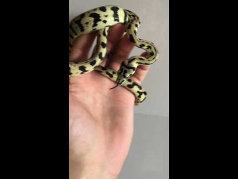 Don Julio!!!Supernova Jag carpet Python !!