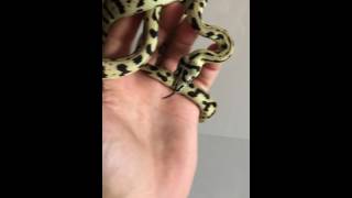 Don Julio!!!Supernova Jag carpet Python !!