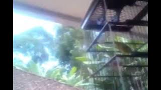 suara burung cacing peliharaan,, rame gacor