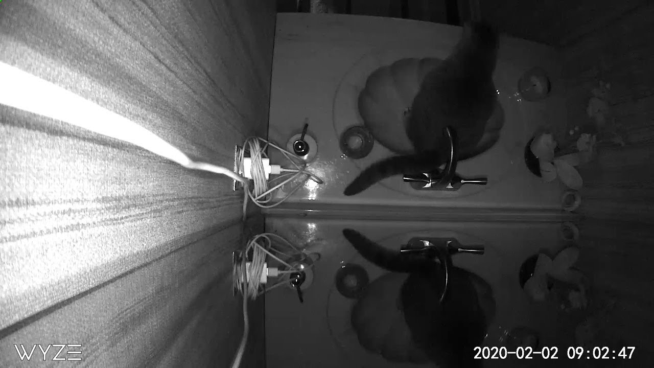 Cat Uses Sink as a Litter Box ViralHog YouTube
