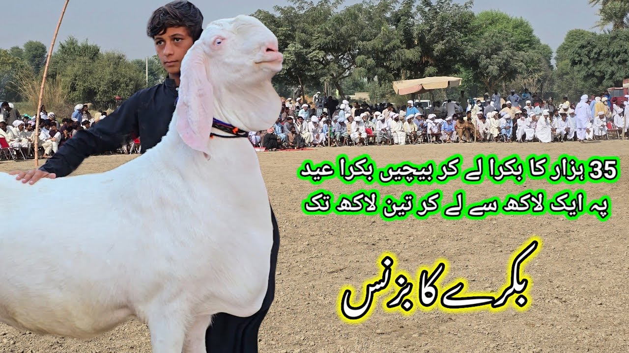 Bakra Farm ' بکرا فارم & Goat Farm ' گوٹ فارم - YouTube