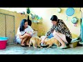 Susu Vlog - Feed the beautiful puppies while they are very hungry