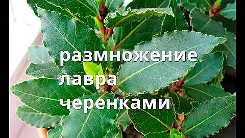 Размножение лавра черенкованием или семенами.
