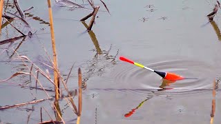 РЫБАЛКА В ЗМЕЮШНИКЕ!  Змеи шипят и кидаются! Жирные караси выкладывают поплавок & Боковой кивок