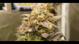 GROW TENT CLONES TO HARVEST !! WHATS YOUR OPINION ?