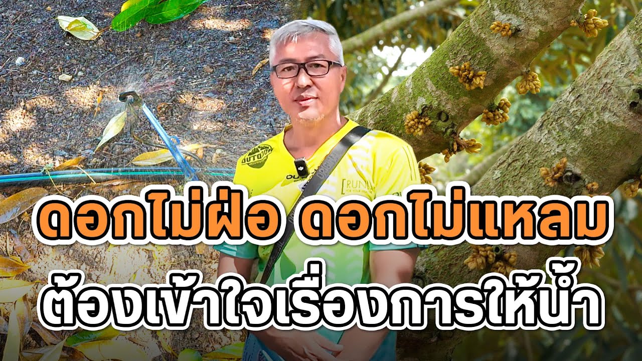 หัวใจของการให้น้ำในช่วงที่เป็นดอก | ดอกไม่ฝ่อแดง ดอกไม่เปลี่ยนเป็นใบ ดอกมีพัฒนาที่ดี