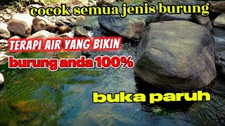Terapi semua jenis burung kicau 100% buka paruh | suara hemercik air & alam bebas