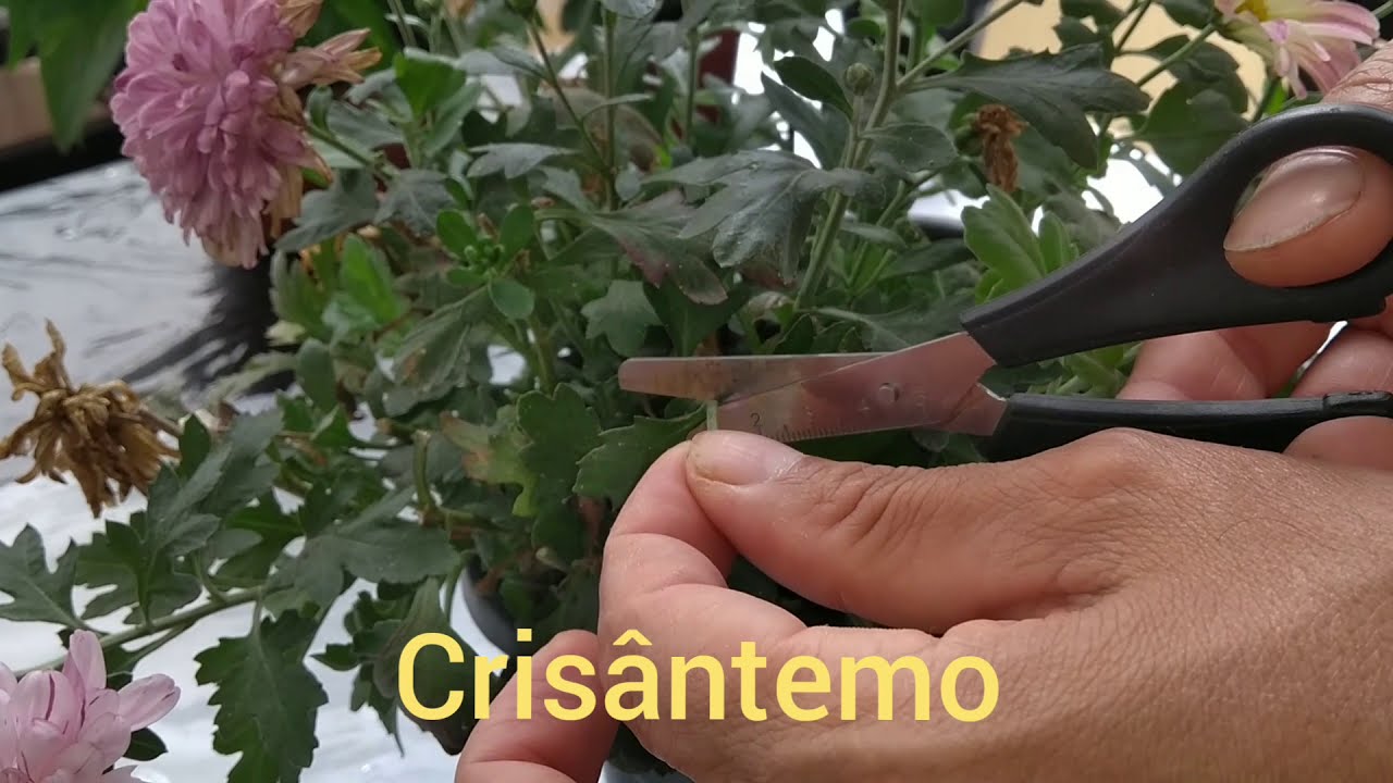 Como cuidar de Crisântemo quando estiver com flores