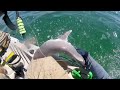 5 things to NEVER do with a SHARK in a KAYAK!