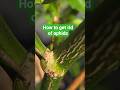 Neem oil is a staple in my garden pantry! #aphids #overwinteredpeppers #neemoil #pestcontrol
