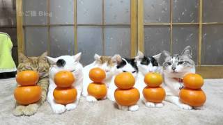 12個のみかん　Cat and orange　2016#1