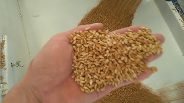 5XZS-10CDS Seed cleaning and processing machine working video