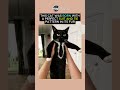 This Cat Was Born With a Perfect Suit &amp; Tie… 😳 #memes