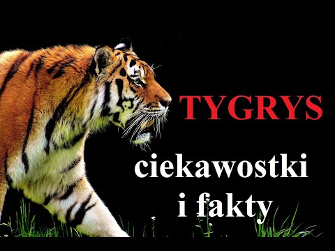 Wideo: Jak Uciec Przed Tygrysem