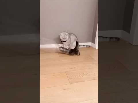 cute cat magic