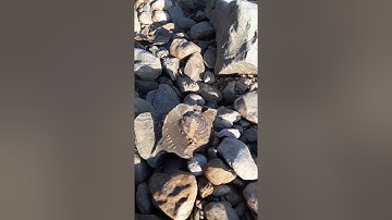 Fossil Calcite Covered Clam