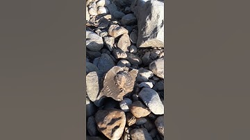 Fossil Calcite Covered Clam