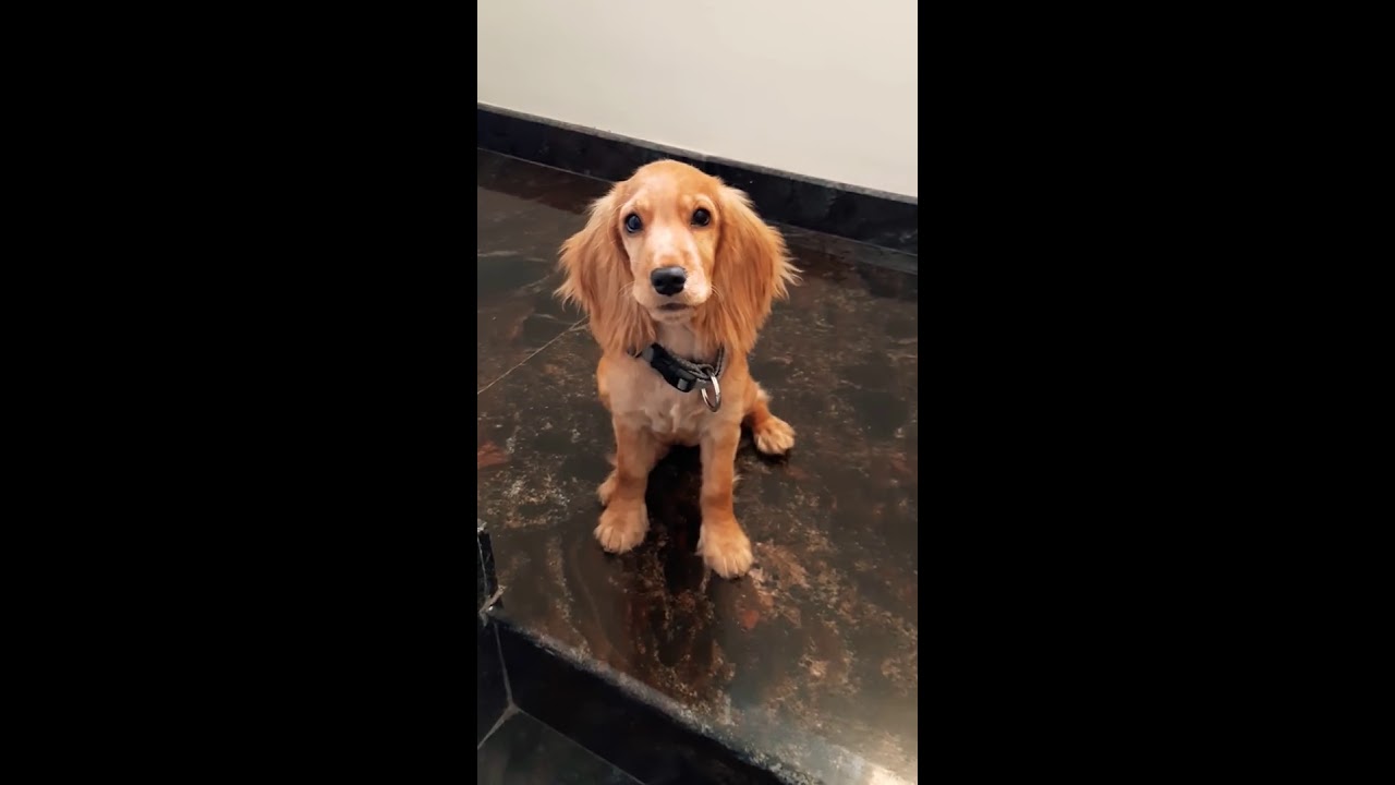 Cocker spaniel training