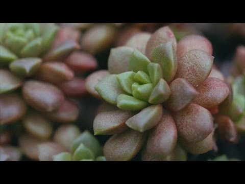 teatv 今日寒露,宜養肉肉 Cold Dew & Succulent