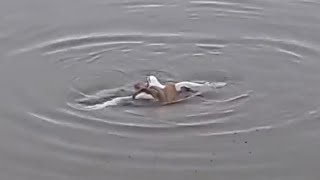 OCTOPUS ATTACKS AND EATS SEAGULL, SOUTHERN SPAIN.