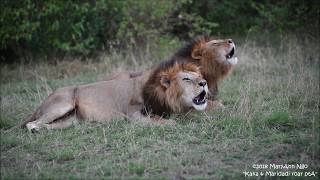 Kaka and Maridadi, ROAR. Sons of 4km males/ Blackie and Lipstick.