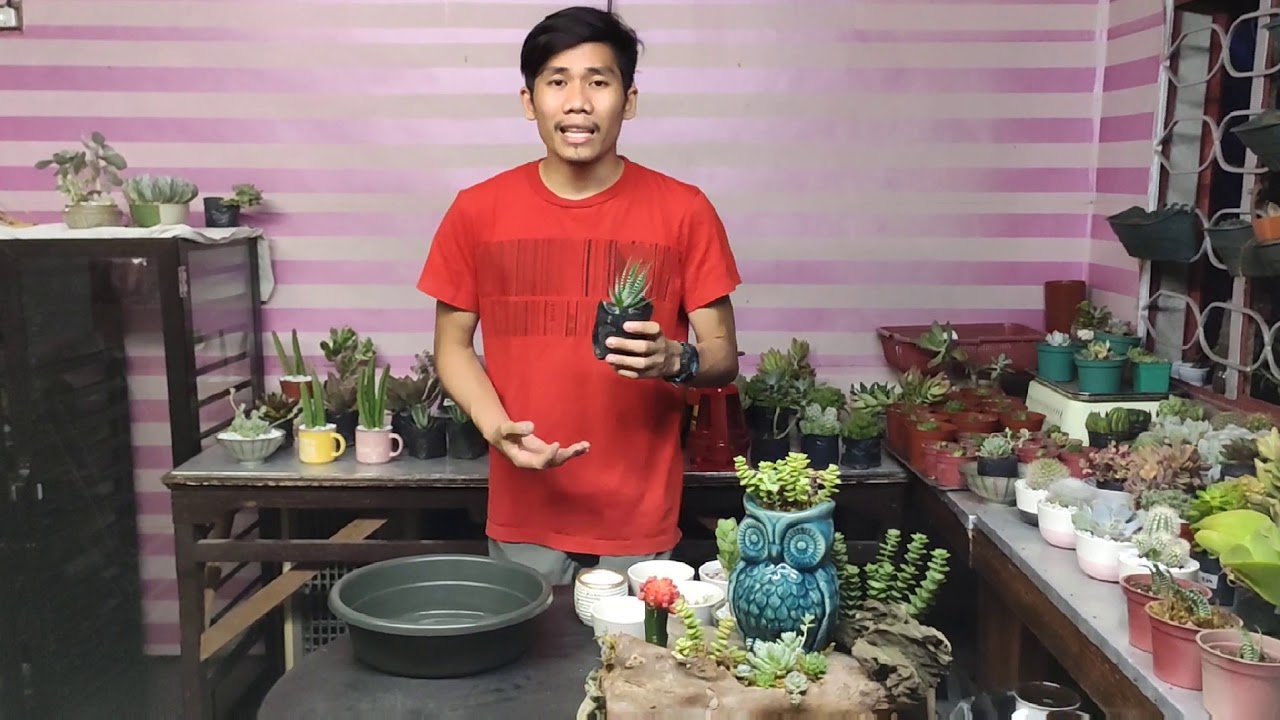 How to grow cactus and succulents (for beginners) - YouTube
