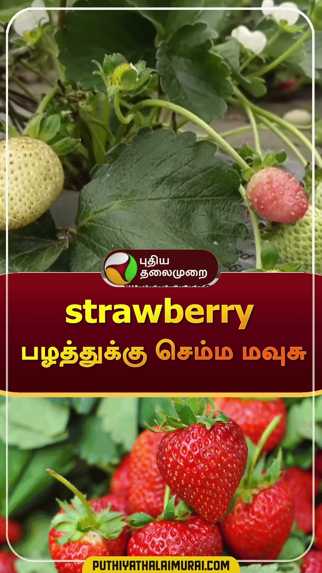 Christmas coming soon: strawberry rate increases | #shorts | #strawberry | #christmas
