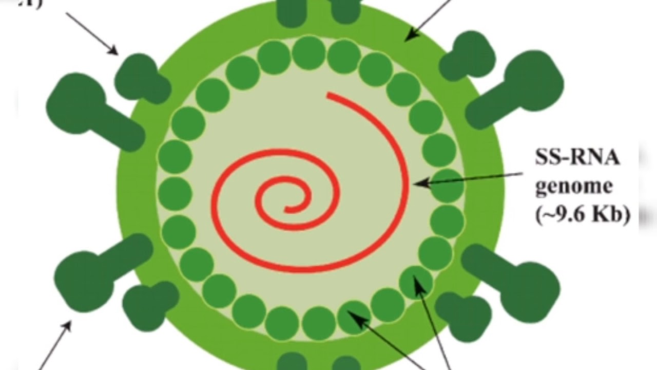 Genome के हो ? ll Virus र Virion मा के फरक छ ? ll भाइरस कसरी बद्छ ? ll Internal Structure of Virus