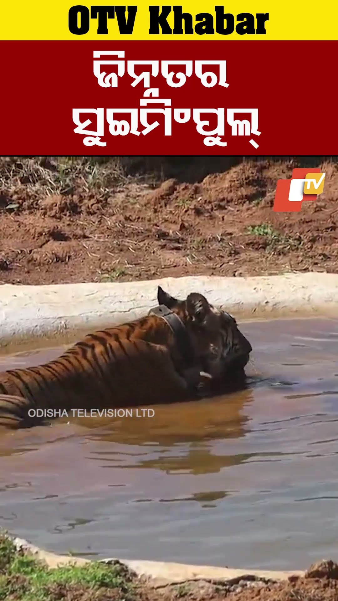 ଜିନ୍ନତର ସୁଇମିଂପୁଲ। ଓଡ଼ିଶା ଫେରିବାପରେ ଜିନ୍ନତର ପ୍ରଥମ ଭିଡ଼ିଓ ଜାରିକଲା ବନବିଭାଗ। #otv #odishatv #Jinnat  #