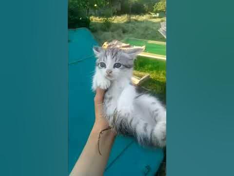 Мілиє кошенята - YouTube