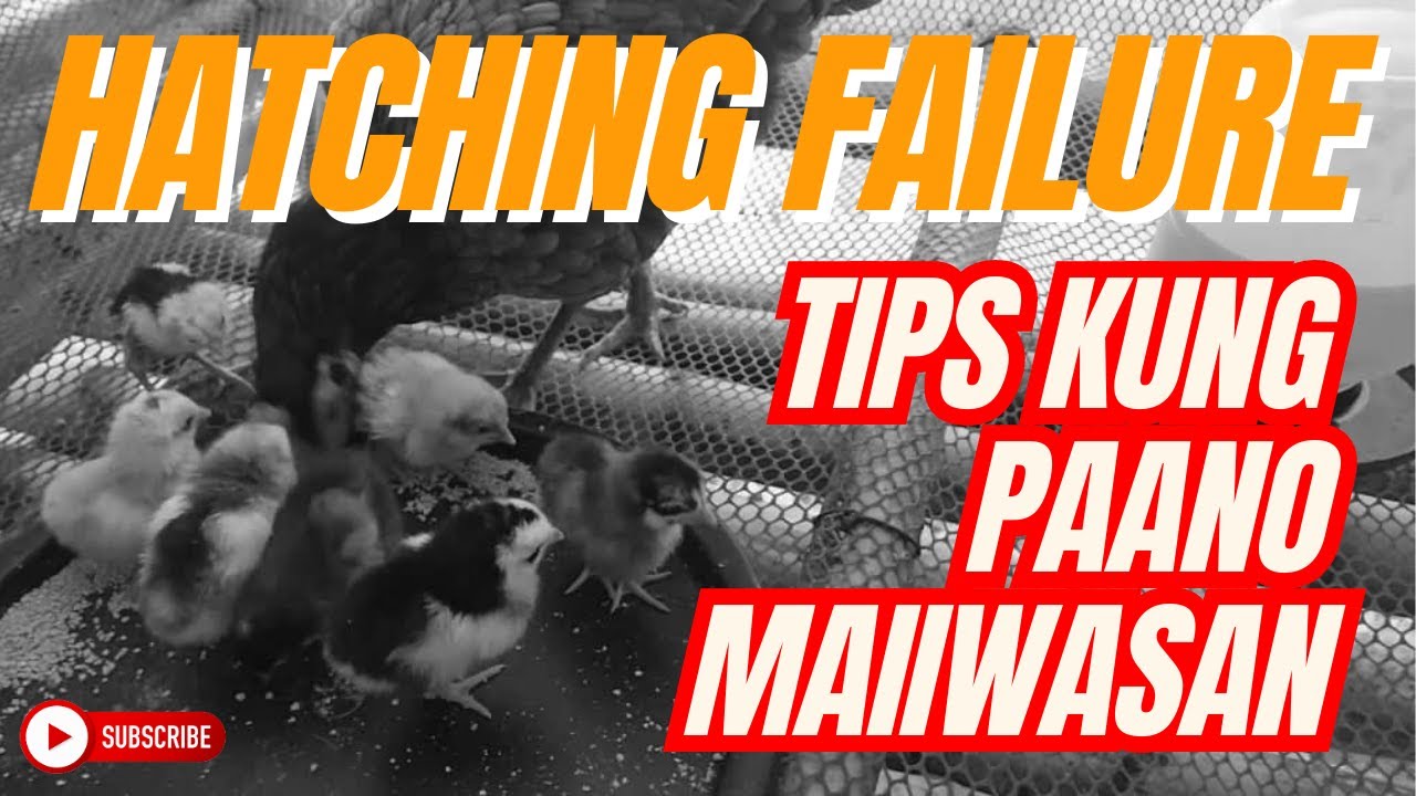 HEN HATCHING FAILURE - Tips Kung Paano Maiiwasan 💯 ️👍 - YouTube