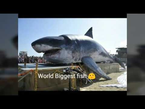 नीली समुद्र पर दुनिया की सबसे बड़ी मछली || world biggest fish on blue sea