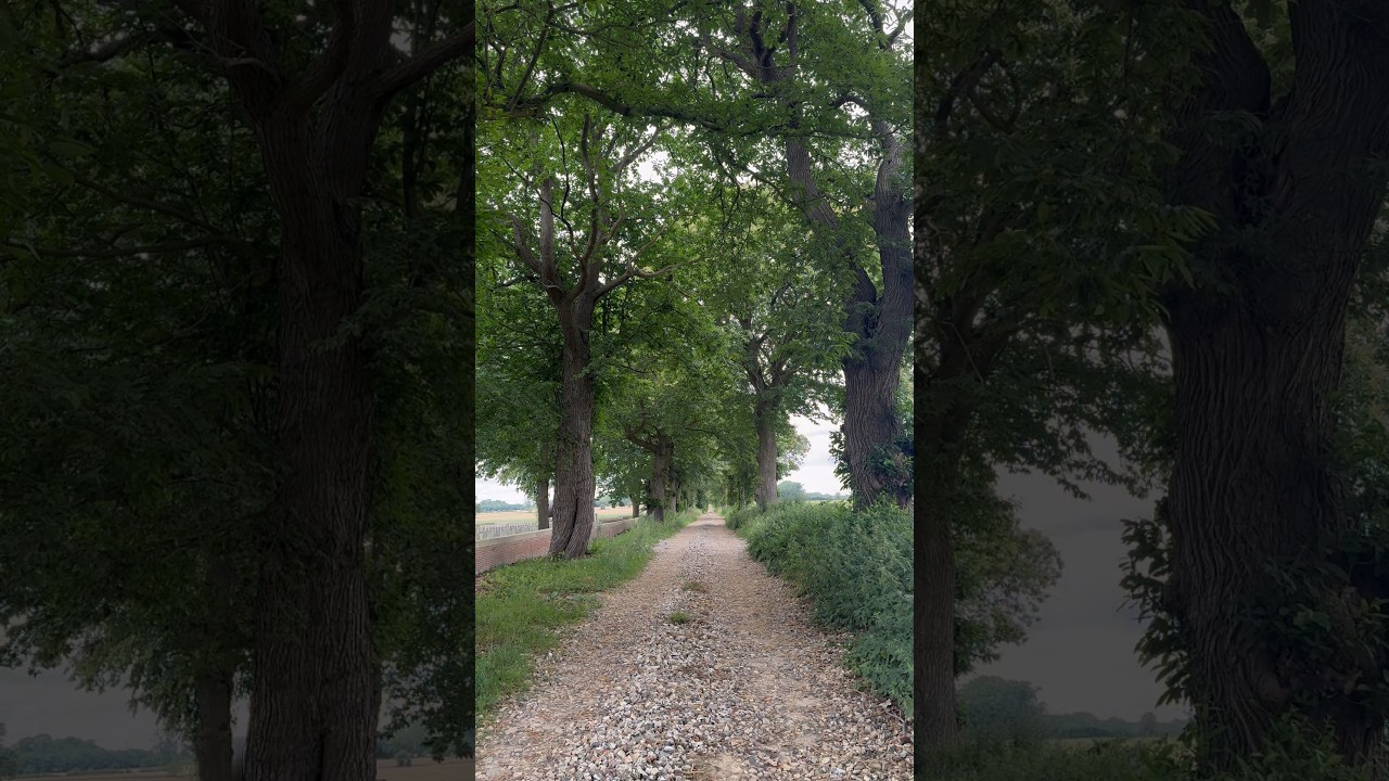 Somme: pathway to the front line at Serre. #ww1