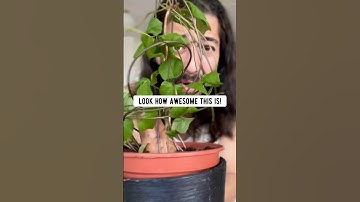 DIY Plant Trellis using a Hanger | creative explained