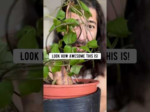 Video: Podpora pre popínavé rastliny z improvizovaných materiálov