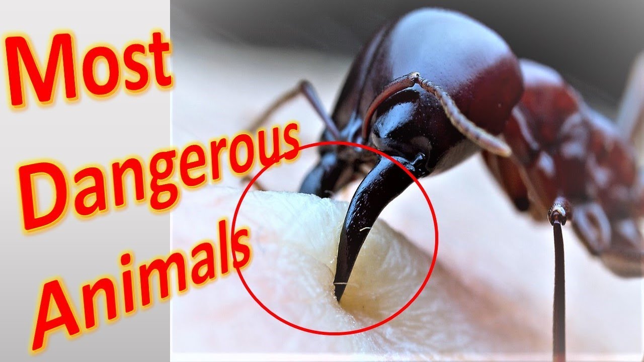 Top 5 Most Dangerous Animals In The World Five Deadliest And Dangerous