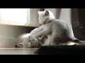 #4 Fluff Attack | The British Shorthair Kittens |Teddy & Smokey