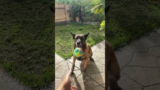 Malinois fun