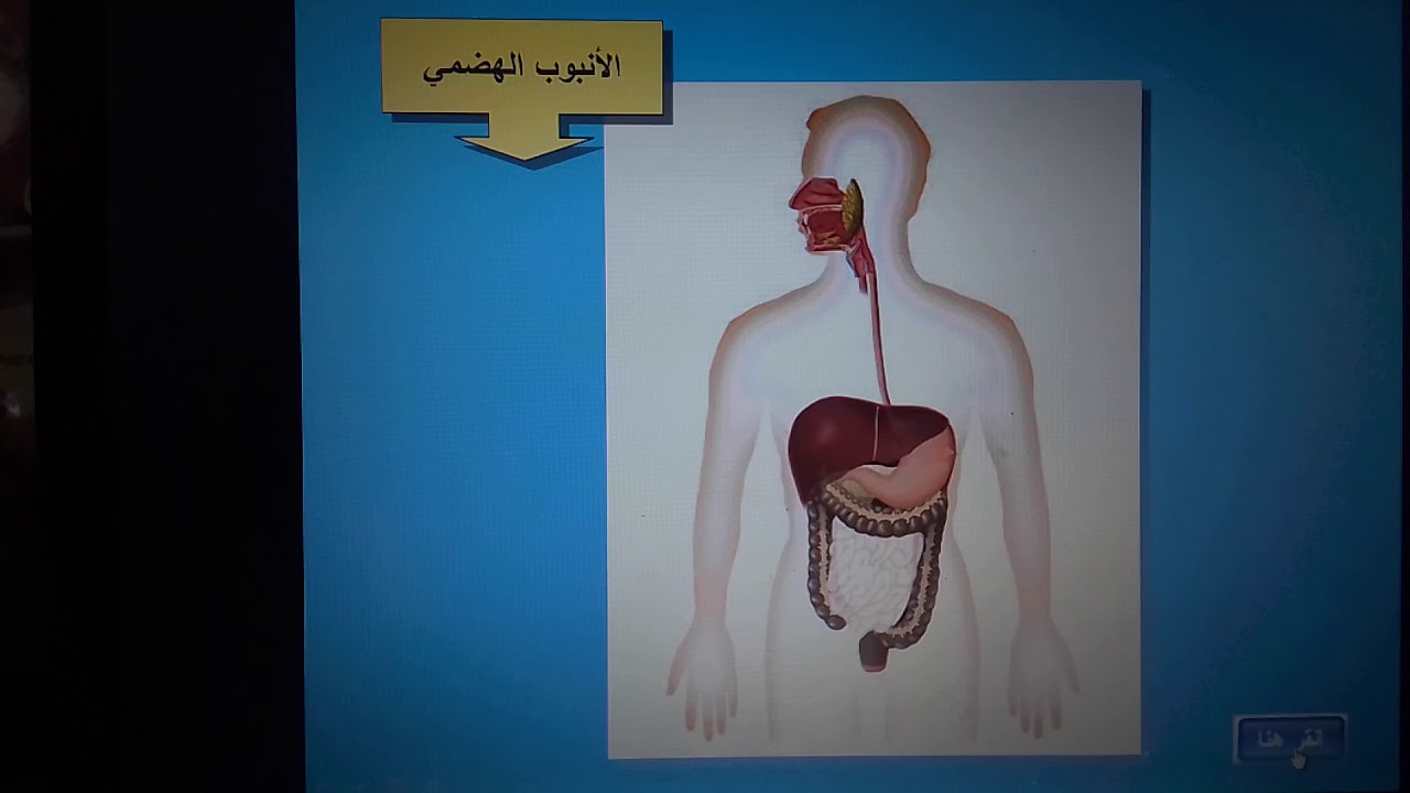 الجهاز الهضمي عند الانسان